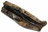 Fossil Tyrannosaur (T rex) Partial Metatarsal - Wyoming #382558-1